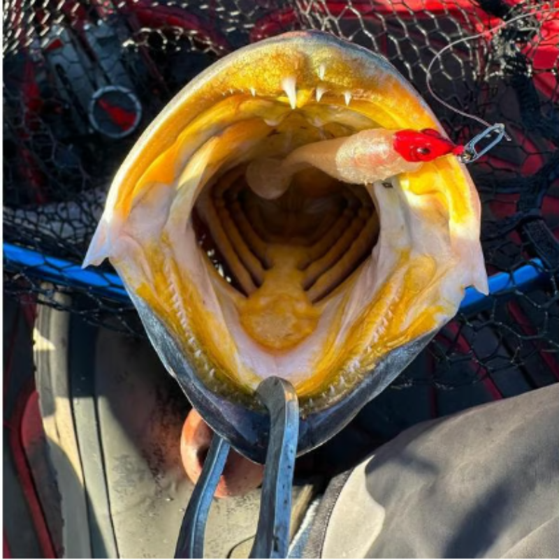 SpeedClip™ Fishing Clips